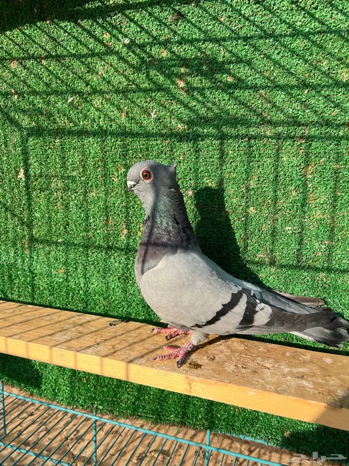 طيره بولندي ( تم البيع ) 1