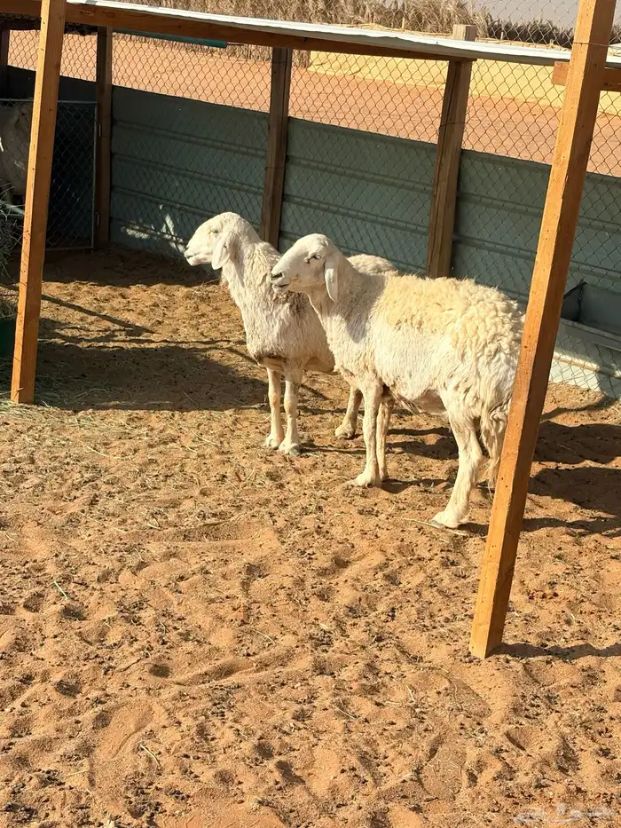 حريات للبيع برماح 0