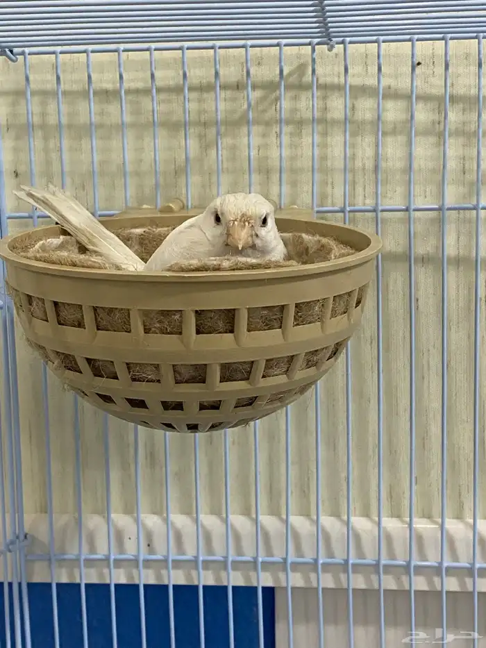 انثى كناري سوري ابيض 0