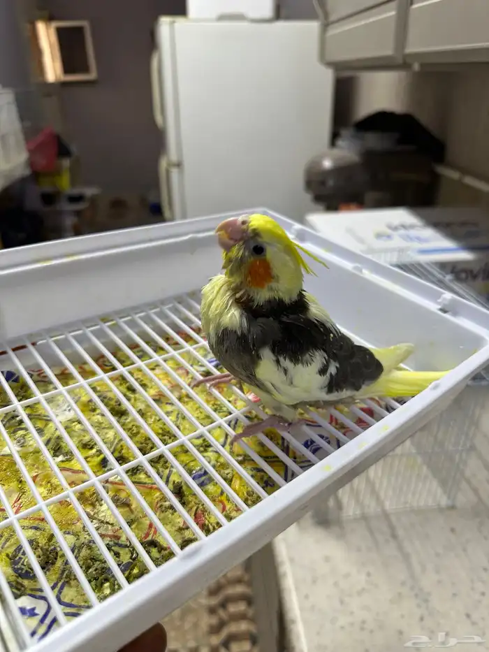 كروان يقبل الغر 0