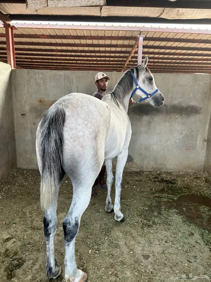 فرس مصرية للبيع 1