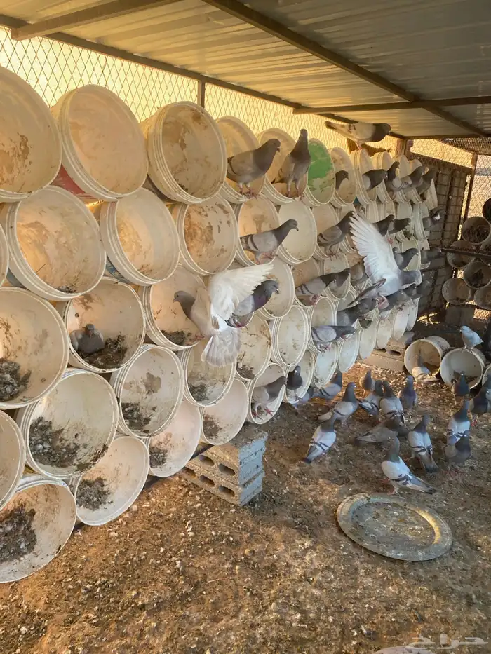 مشروع حمام منتج 16