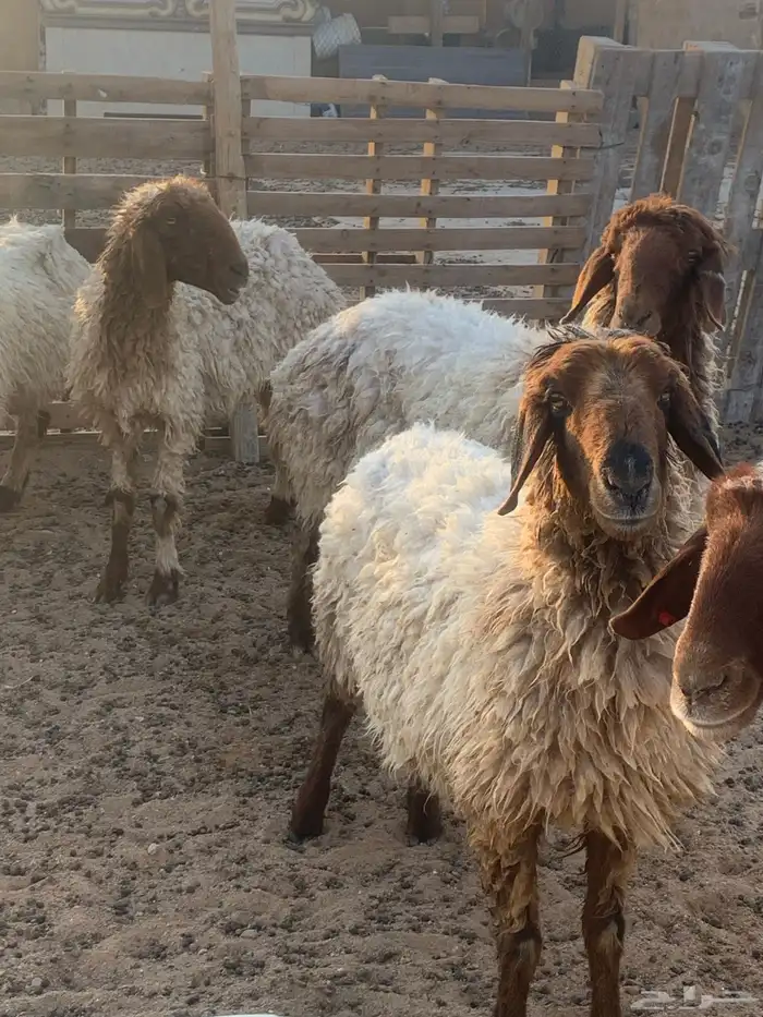 غنم العدد 5 شرط الصحه وأمورهم طيبه 3