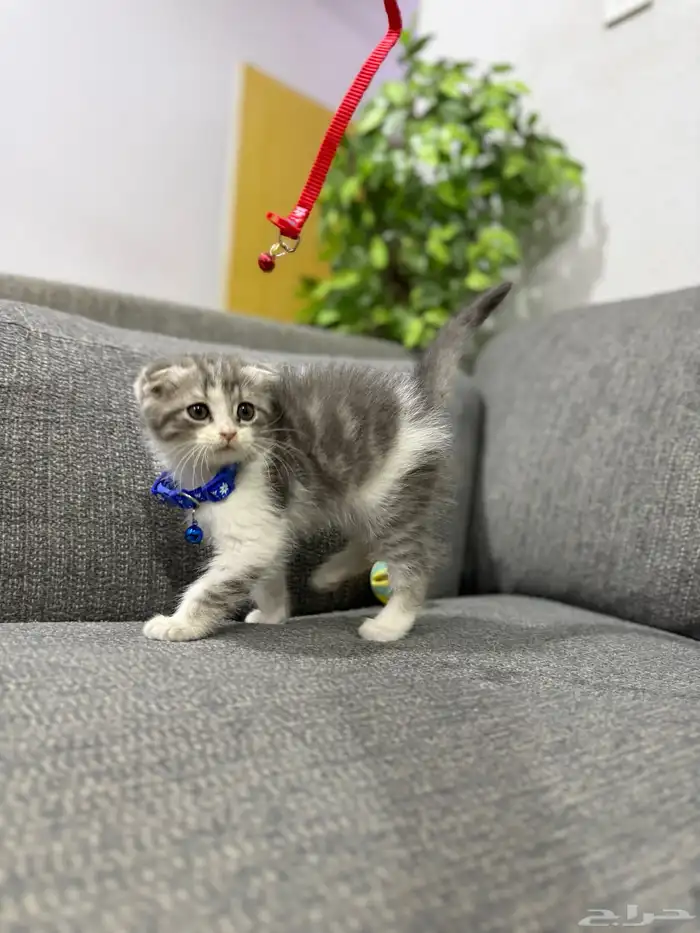 سكوتش فولد بسعر مميز 0