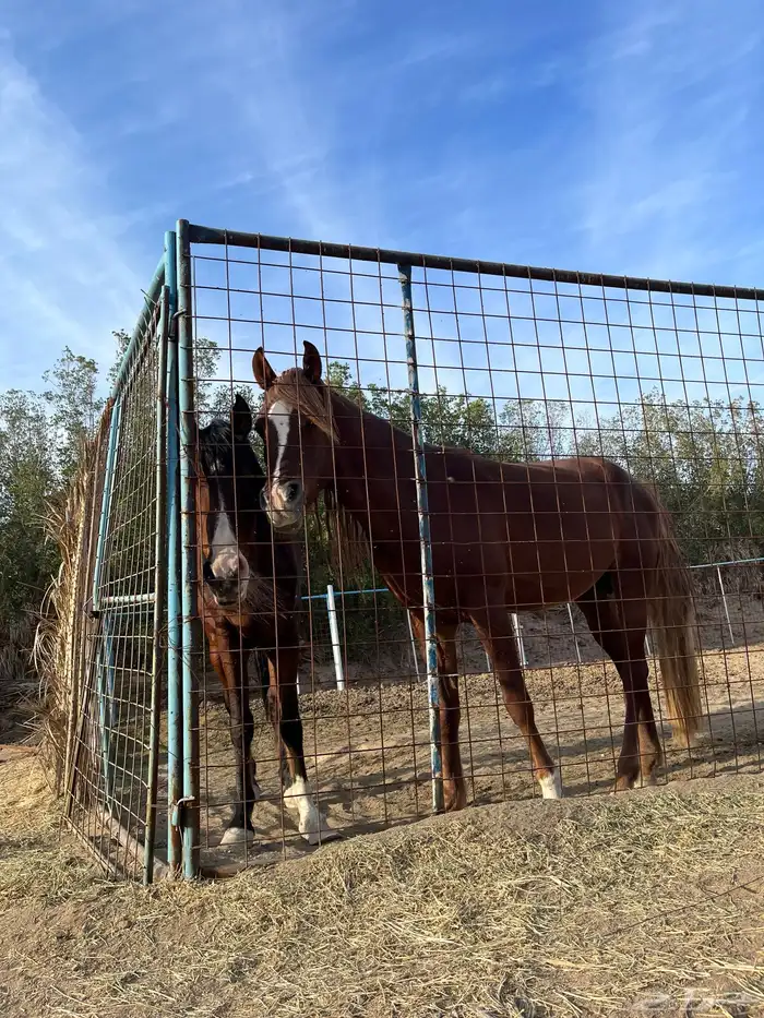 خيول شعبيه شرط للبيع 2