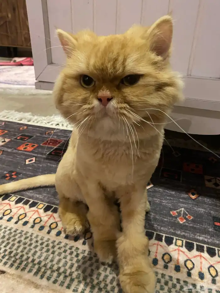 ذكر للتزاوج 1