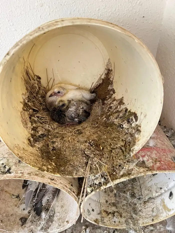 عشة حمام كامله للبيع 6