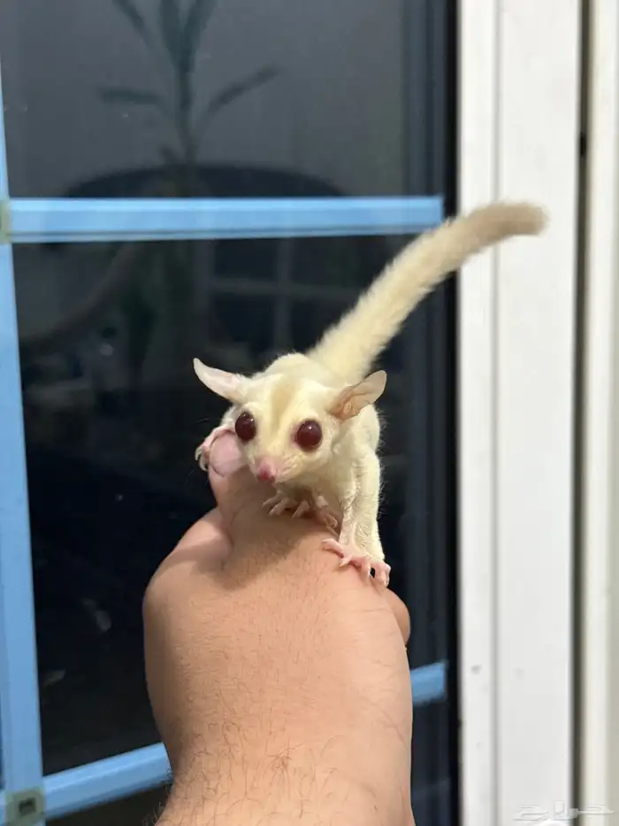 متوفر ذكر شوقر قلايدر كريمينو 0