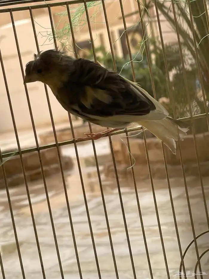 كناري سوري 3