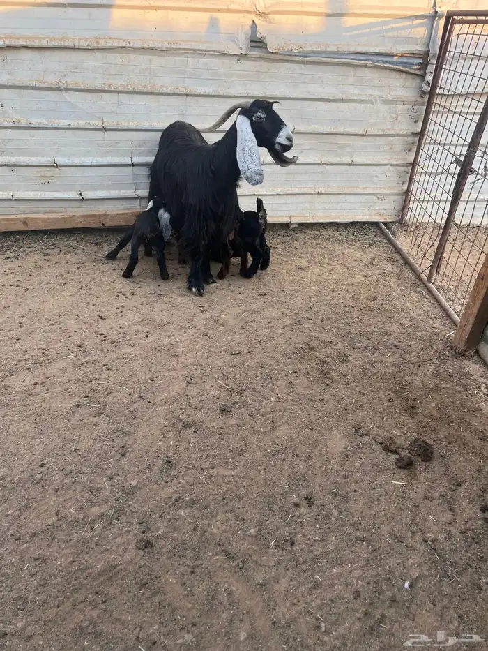 عنز عارضيه معها ثلاثه 1