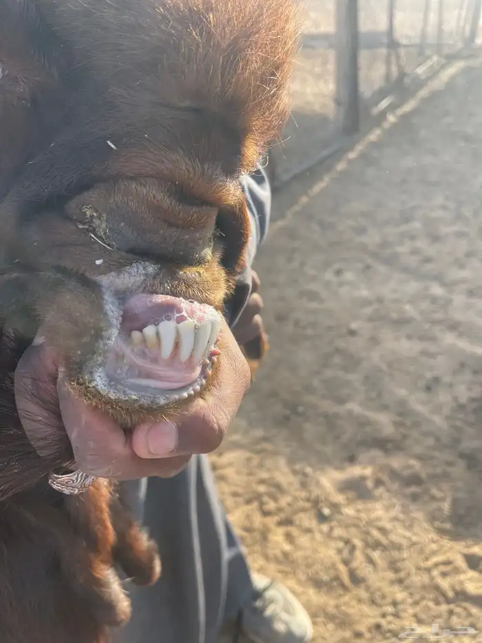 تيس شامي طيبه وجرم تامه شبب 2