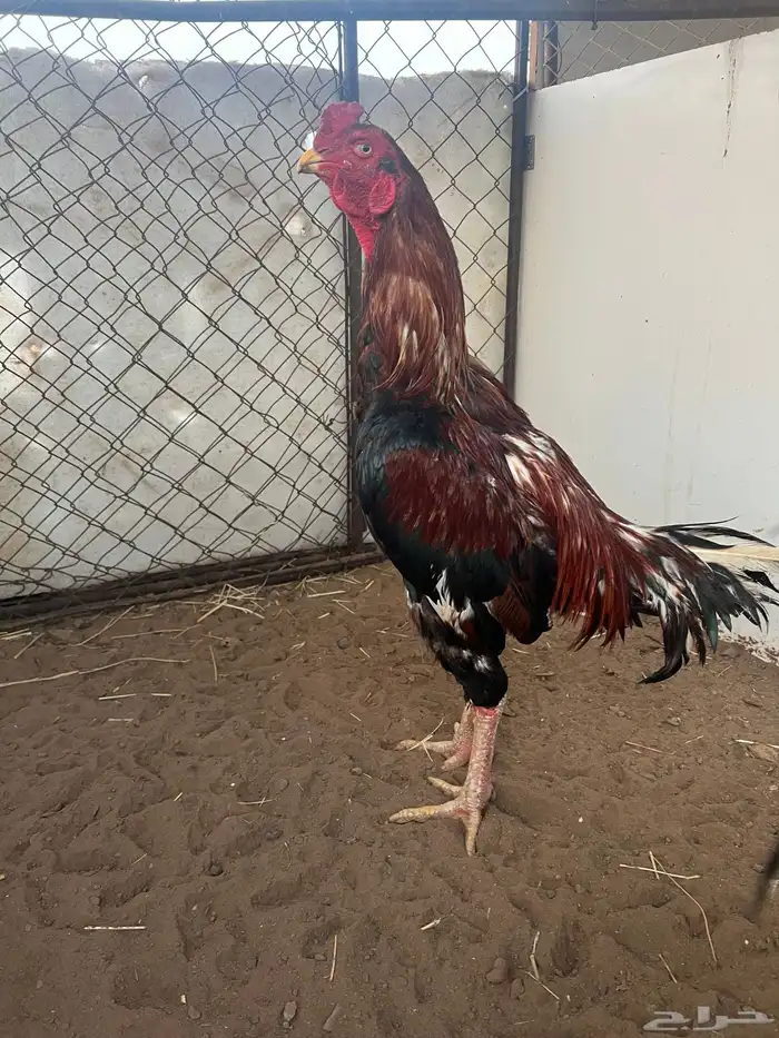 2 ديوك سندي 0