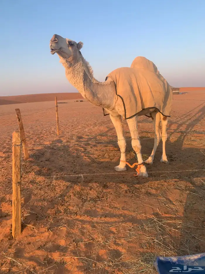 قعود رماني كفو 0