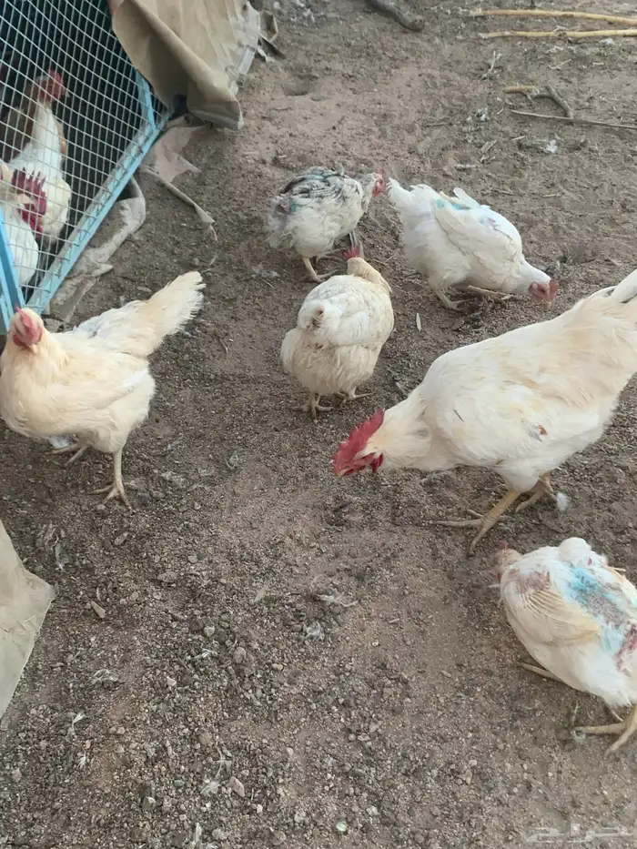 دجاج لوهمان مستوى 4