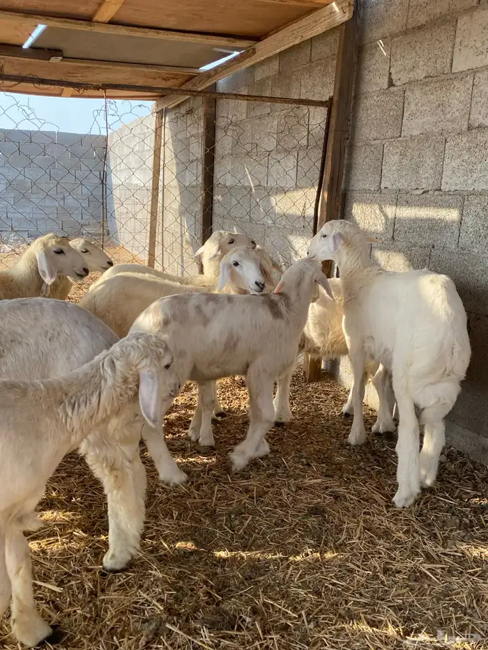 رخال مقاني للي يبي يربي فواخر شعره وطرف 2