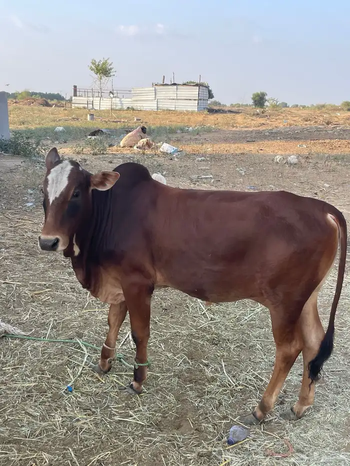 جنوب صامطه 3