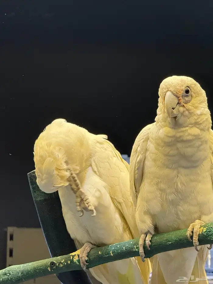 كوكاتو جوفين 2