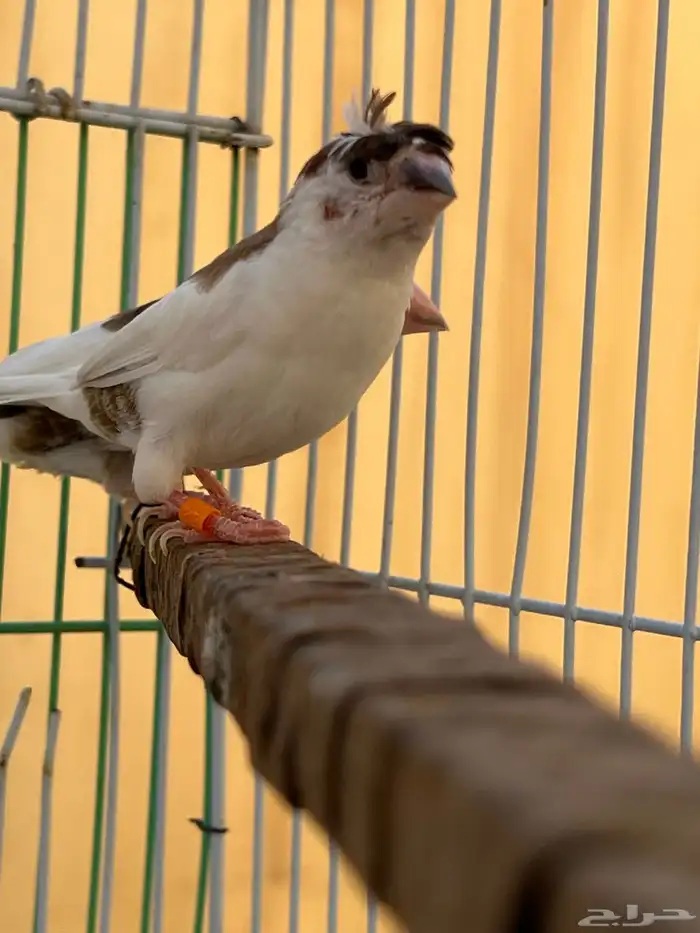 طيور جوز زيبرا بنقالي للبيع 1