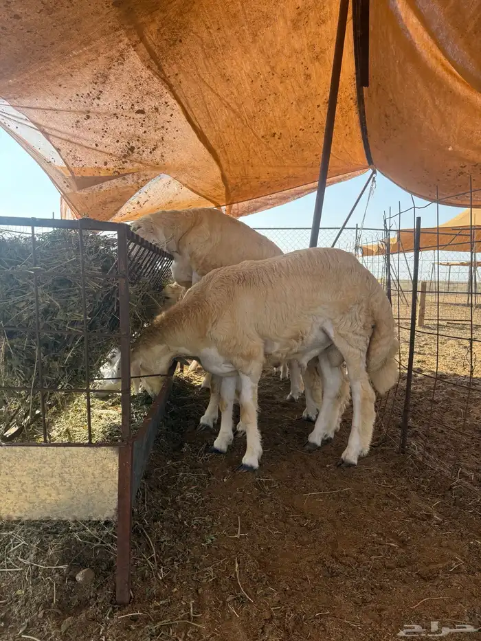 شمال احد المسارحه 3