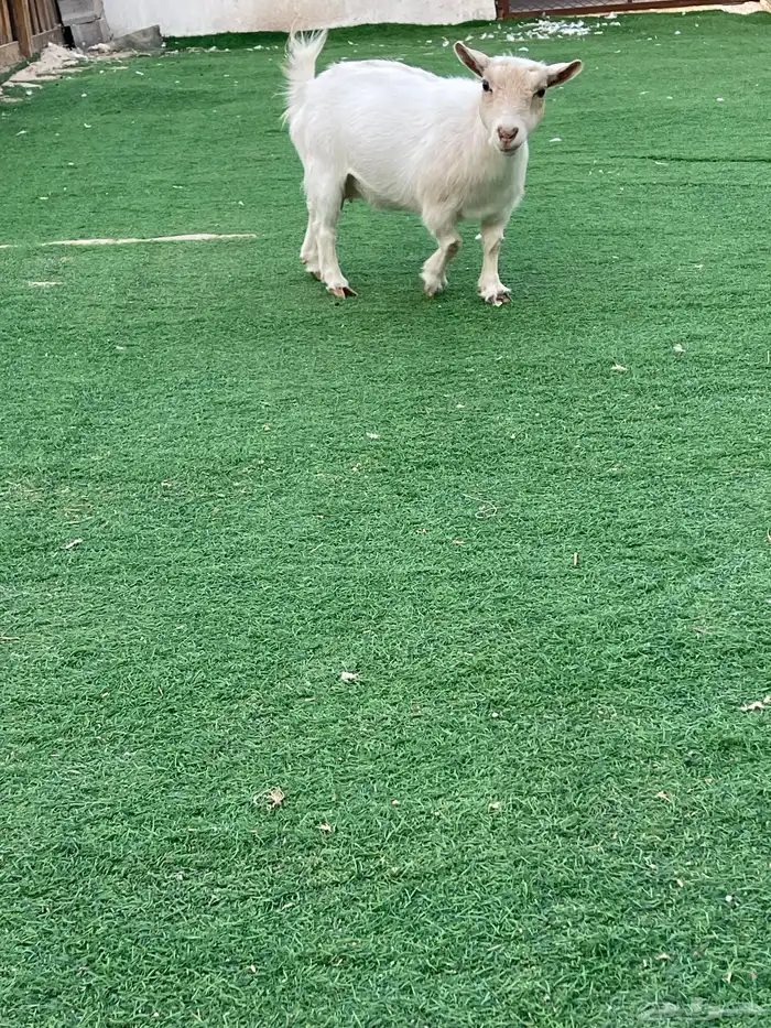 للبيع معزا قزميات مع الفحل صنف 1