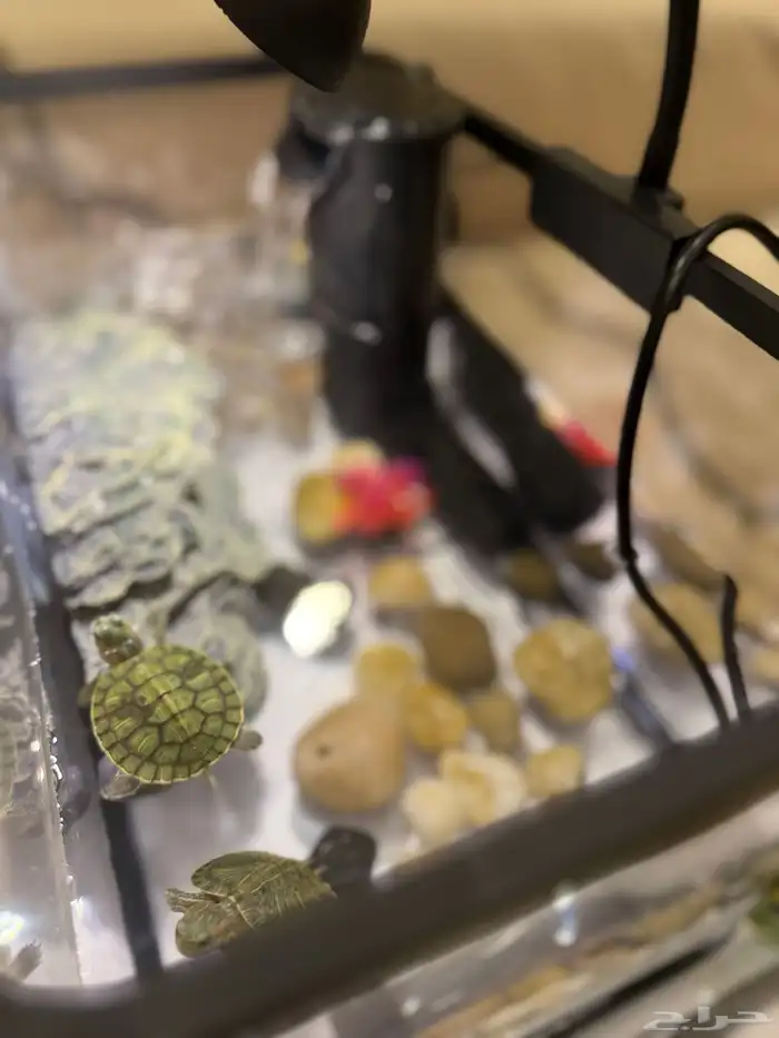 سلاحف برمائية للبيع 2