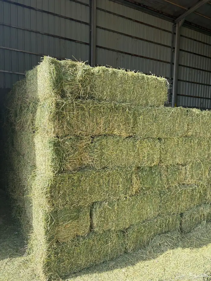 برسيم صافي مخزن مع التوصيل 2