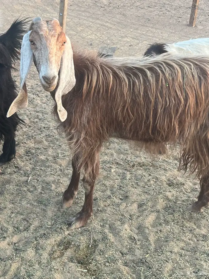 عنز دافع وثنية 0