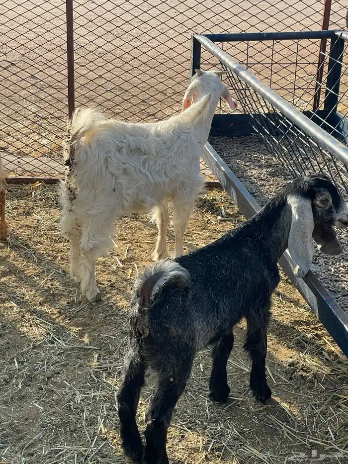 جفرات وتيوس 17