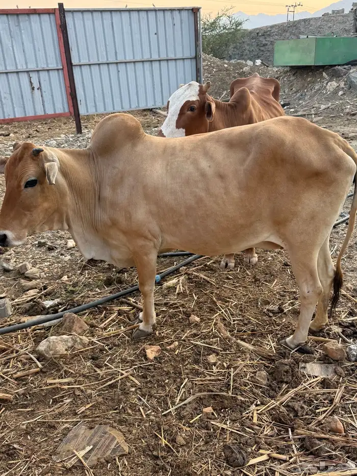 بقر للبيع 6