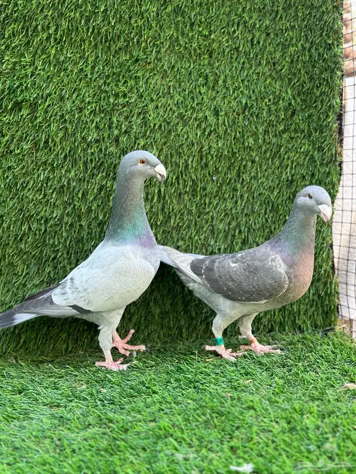 للبيع حمام هومر 0