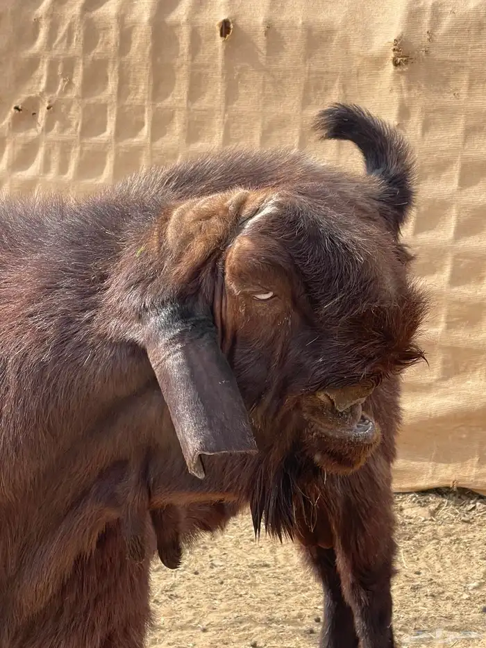 تيس شامي طيبه وجرم تامه شبب 0