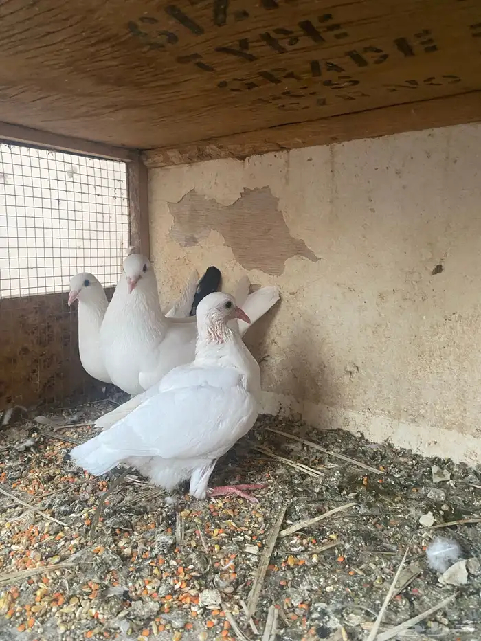 للبيع جوز فرنسي معه فرخ وبيض 4