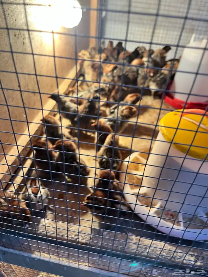 صوص دجاج فيومي فرنسي ألمنيوم 5