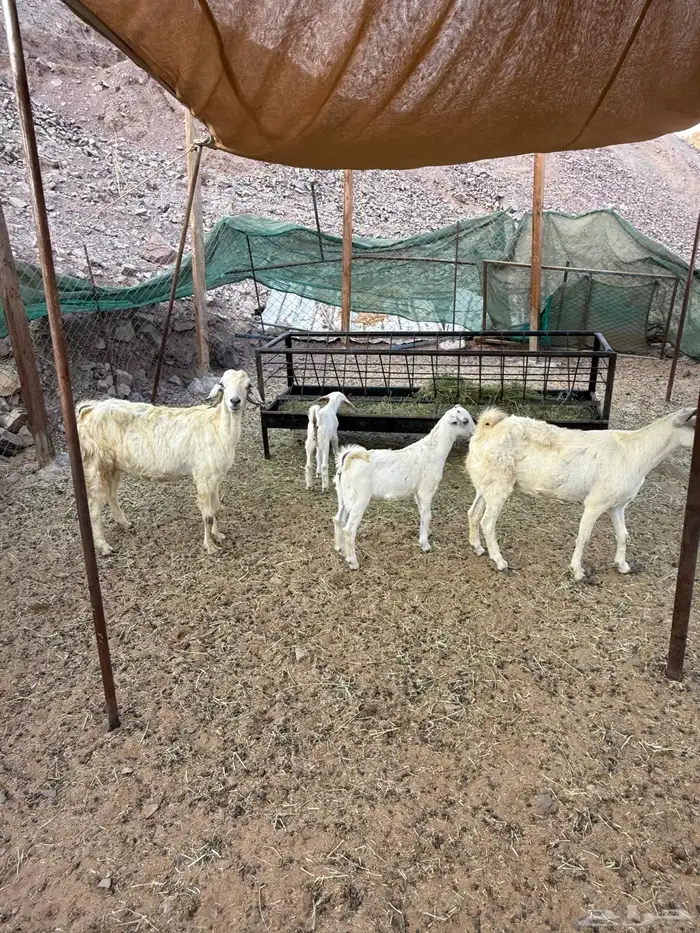 عرض وبيع ماعز بيشي ثنتين مواليد 3