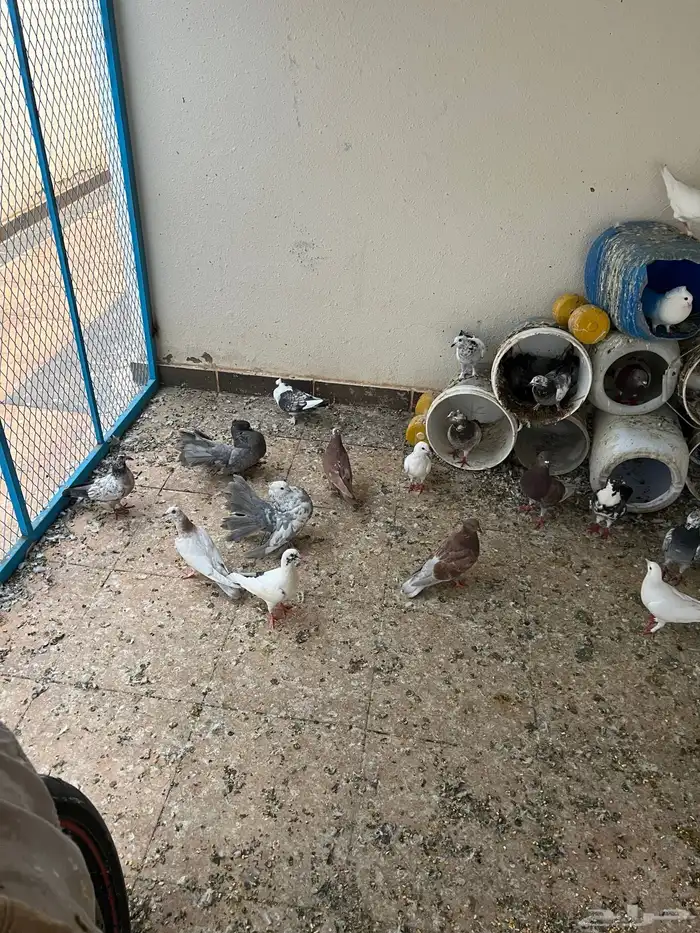 عشة حمام كامله للبيع 2