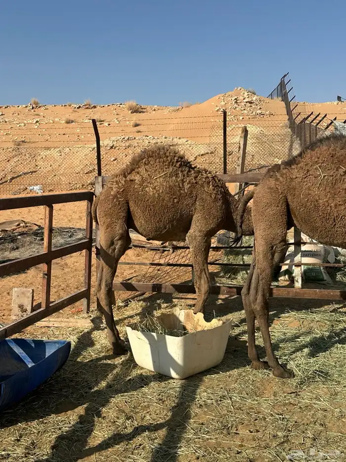 قعدان أعمارها 9 شهور 2