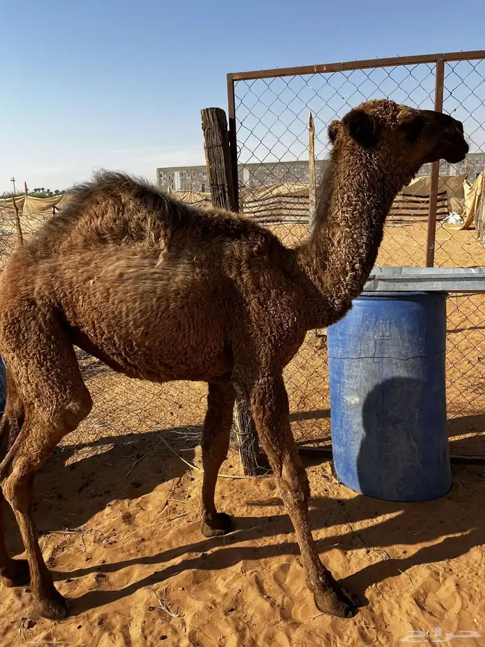 بكره رمانيه 5