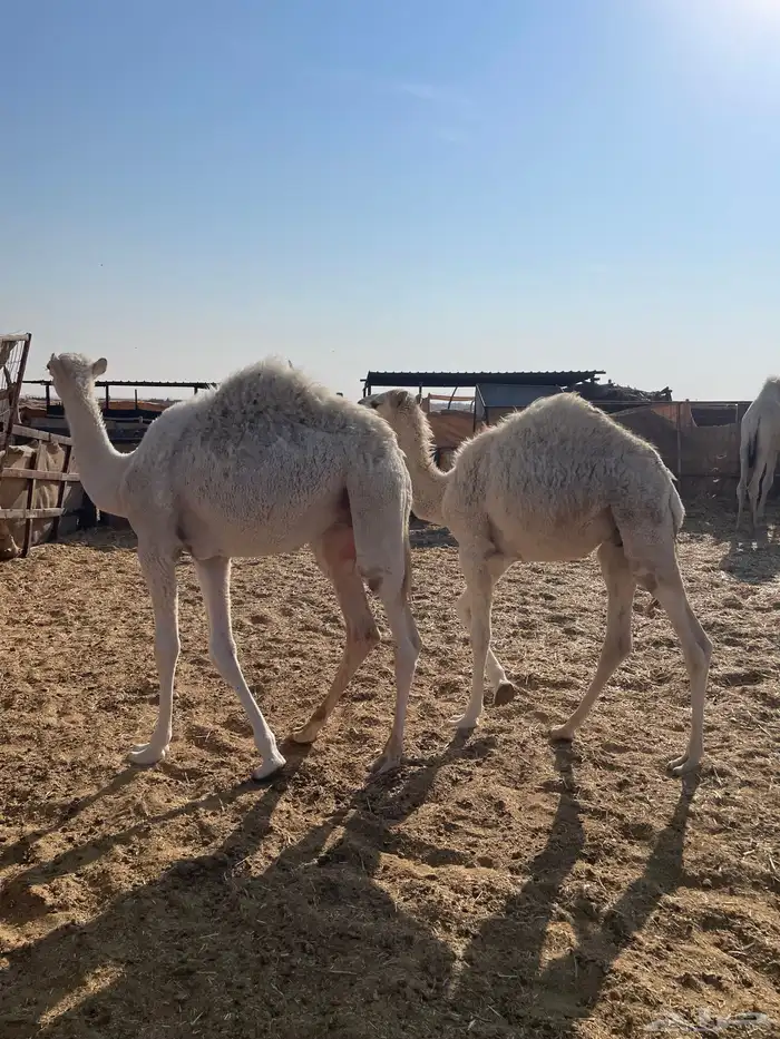 قعدان للبيع العدد 4 2