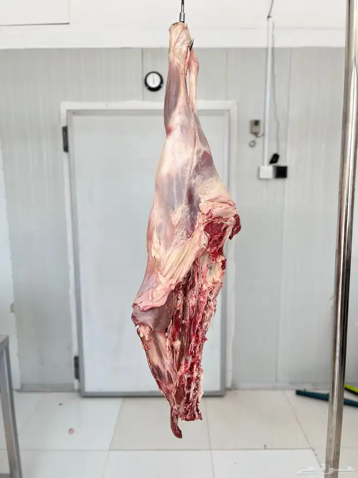 خروف كشميري. تيس. عجل. لحوم   طازجة بانتظارك. 10