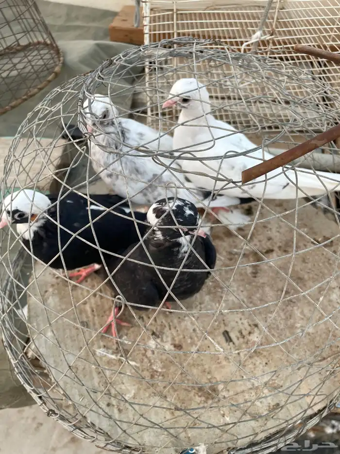 حمام قطيفي 1