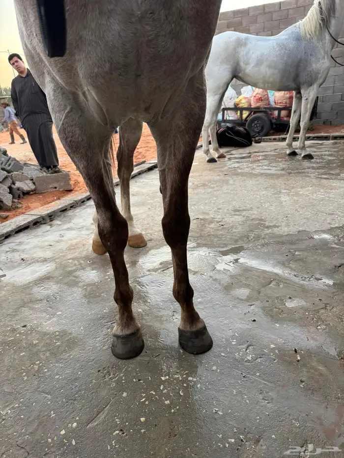 حصان صرعة عربي اصيل ابن مستند الخالدية 3
