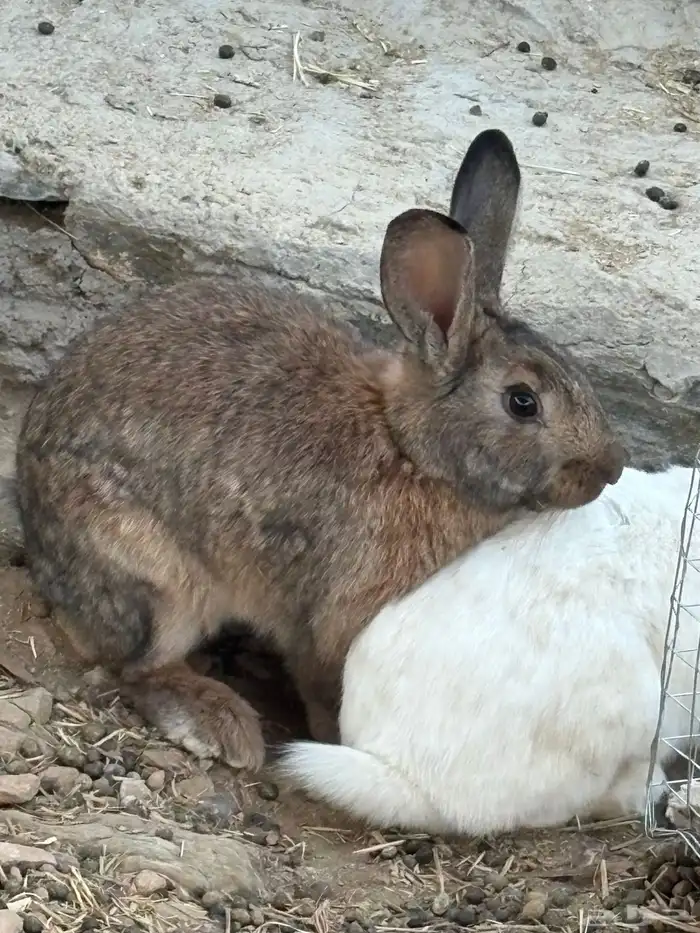 أرانب للبيع 0