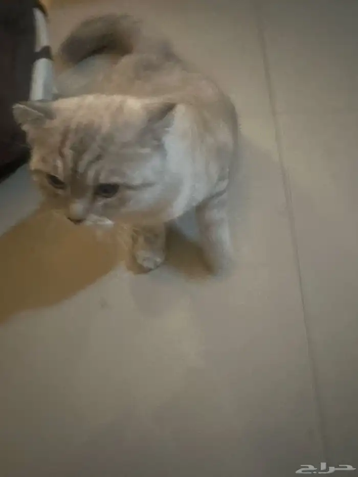 قطة للتبني 0