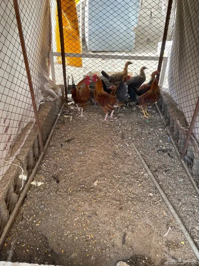 سلام اعرض لكم ديكه 5 حبات كفو دجاج 1