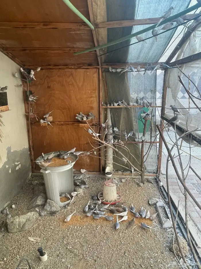 حمام يمام ماسي ملكي 30