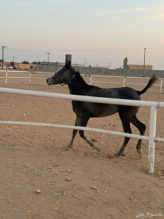 للبيع مهر واهو سليم من العيوب 0