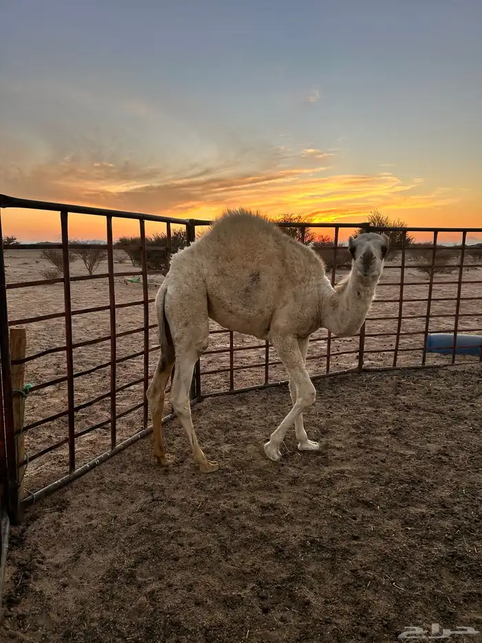 بكره عمرها 7 شهور على حليب 1