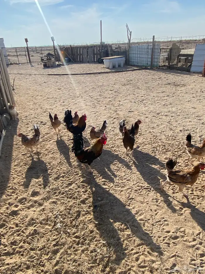 دجاج بلدي للبيع 18