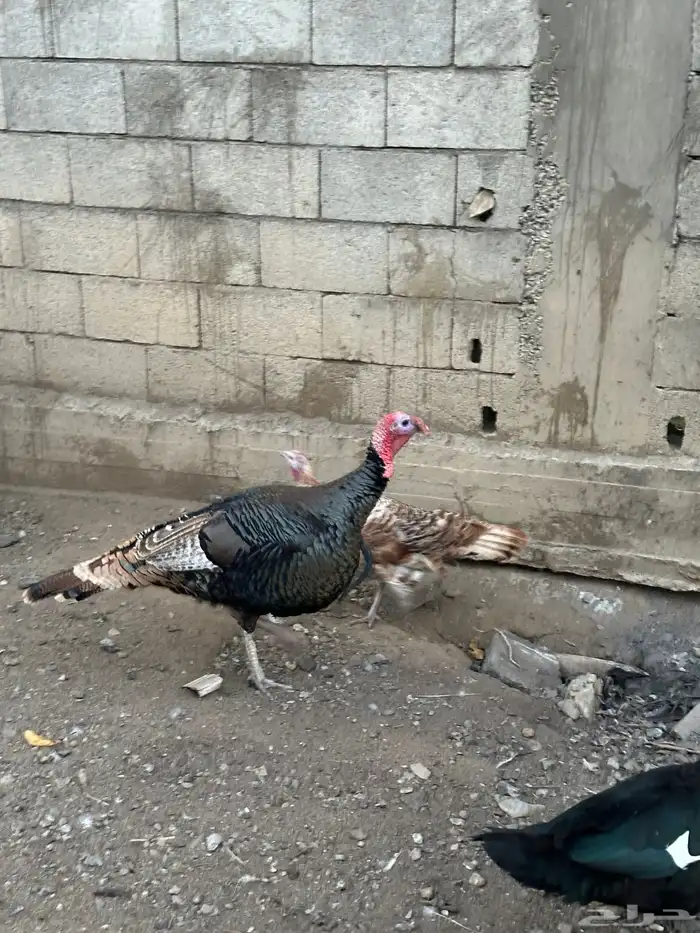 زوج رومي والإنتاج تبعهم 2