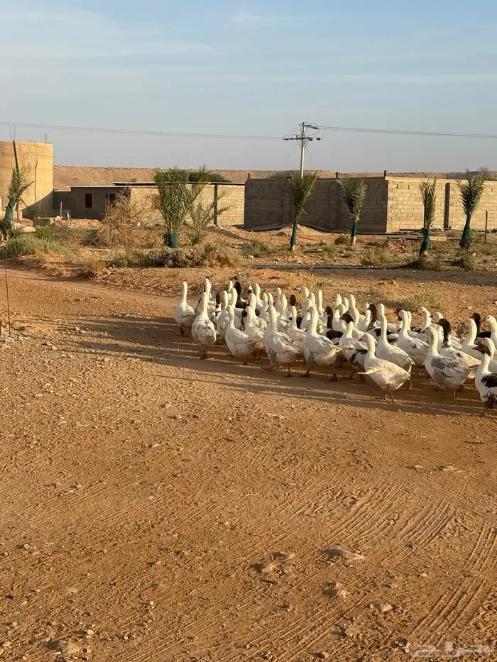 وز بلدي تربية مزرعه 0